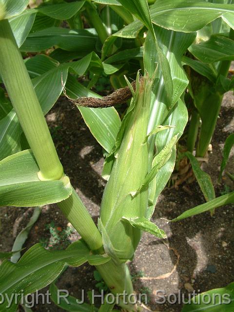 Sweet corn_1